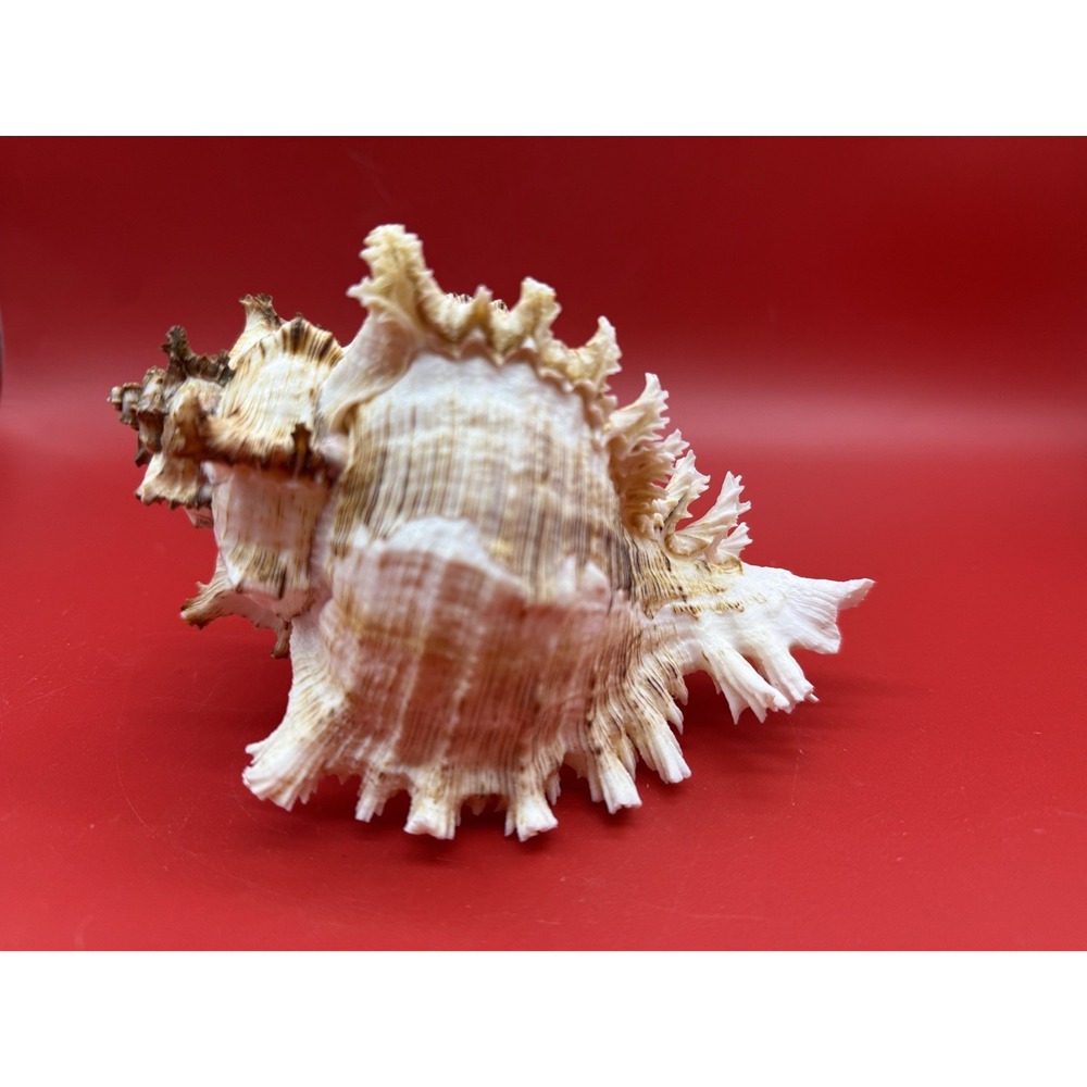 Chicoreus ramosus Ramose Murex (or branched Murex) Sea Snail Shell 6.5" w Stand